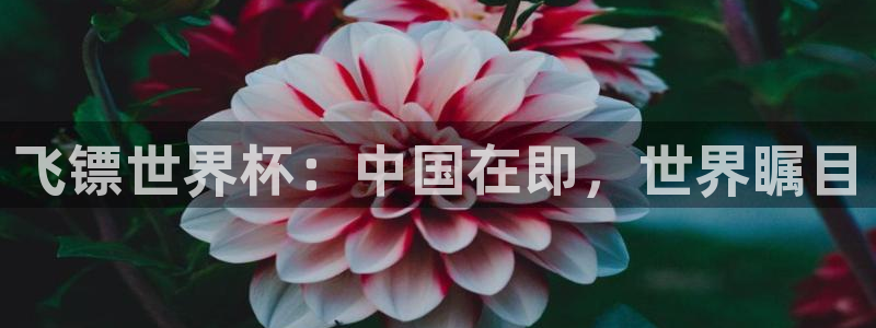 2026年世界杯直播平台：飞镖世界杯：中国在即，世界瞩目